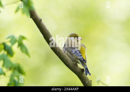 Un verdaino europeo (carduelis chloris) si trova tranquillamente su un ramo nel verde, vista sulle spalle, Assia, Germania Foto Stock