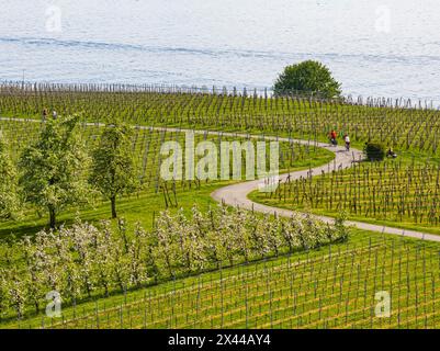 Paesaggio in fiore in primavera, frutteti e vigneti, vista aerea, tour in bicicletta lungo tortuose piste ciclabili sul lago di Costanza vicino a Meersburg Foto Stock