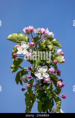 Fioritura di mele, melo in fiore sul lago di Costanza, primo piano, Hagnau, Baden-Wuerttemberg, Germania Foto Stock