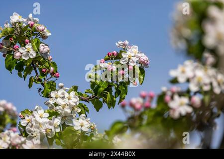 Fioritura di mele, melo in fiore sul lago di Costanza, primo piano, Hagnau, Baden-Wuerttemberg, Germania Foto Stock