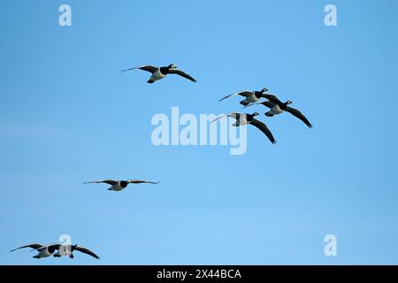 Barnacle Goose (Branta leucopsis), gruppo di oche in volo, davanti a un cielo blu, Bislicher Insel, Xanten, basso Reno, Renania settentrionale-Vestfalia Foto Stock