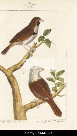 Specie di munia sconosciute (munia dalla faccia nera, Lonchura molucca?) 1, e munia dalla testa bianca, Lonchura maja 2. Maja, Majan. Fringilla maja, Loxia maja, der Weisskopf, Malacca gros-Beak, incisione a mano su lastra di rame dopo un'illustrazione di Francesco Nicolas Martinet dall'edizione di Bernhard Christian otto del Comte de Buffon Naturgeschichte der Vogel, storia naturale degli uccelli, Ben Joachim Pauli, Berlino, 1785. Foto Stock