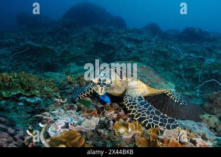 La tartaruga marina hawksbill (Eretmochelys imbricata) cerca cibo nella barriera corallina mangia corallo cuoio corallo (Alcyonaria, Mar Rosso, Marsa Alam, Egitto Foto Stock