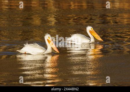 I pellicani bianchi americani nuotano all'alba, nella contea di Clinton, Illinois. Foto Stock
