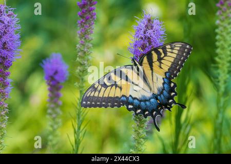 Eastern Tiger Swallowtail on Prairie, Rock Cave Nature Preserve, Effingham County, Illinois Foto Stock