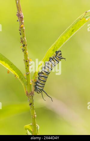 Monarch caterpillar si nutre di Swamp Milkweed, Marion County, Illinois. Foto Stock