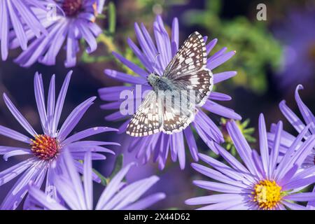 Scacchi comuni sulla Frikart's Aster, Marion County, Illinois. (Solo per uso editoriale) Foto Stock