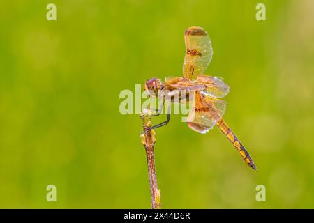 Painted Skimmer, Marion County, Illinois. Foto Stock