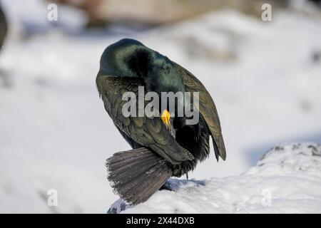 Shag comune (Phalacrocorax aristotelis), preparazione, cura del piumaggio, mocio di piume, inverno, nella neve, Hornoya, Hornoya, Varangerfjord, Finmark Foto Stock