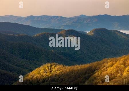 Prima luce sul pendio di montagna nella Deep Creek Valley, nel Great Smoky Mountains National Park, North Carolina Foto Stock