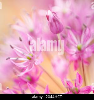 Stati Uniti, Stato di Washington, Seabeck. Primo piano dei fiori di allium. Foto Stock