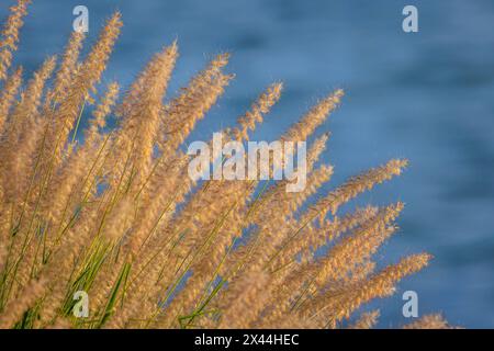 Stati Uniti, Stato di Washington, Seabeck. Erbe ornamentali e acqua di fondo. Foto Stock