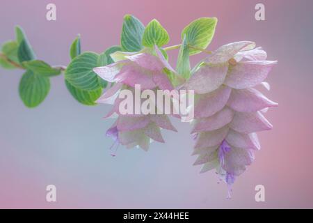 Stati Uniti, stato di Washington, Seabeck. Da vicino fiorisce l'origano ornamentale. Foto Stock