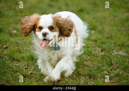 Issaquah, Stato di Washington, Stati Uniti. Il Cavalier King Charles Spaniel di due anni corre in un parco erboso. (PR) Foto Stock