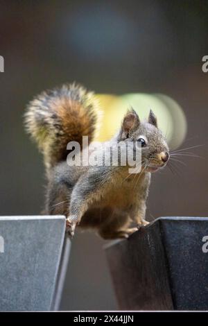 Issaquah, Stato di Washington, Stati Uniti. Scoiattolo Douglas a cavallo di due vasi di fiori vuoti, con una luce sullo sfondo Foto Stock