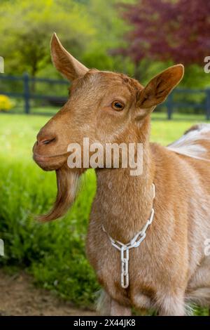 Issaquah, Stato di Washington, Stati Uniti. Ritratto di una donna guernsey dorata con un prato dietro di lei. (PR) Foto Stock