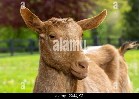 Issaquah, Stato di Washington, Stati Uniti. Ritratto di una donna guernsey dorata con un prato dietro di lei. (PR) Foto Stock