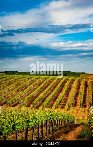 Stati Uniti, Stato di Washington, Pasco. I filari in un vigneto di Washington fioriscono alla luce della primavera. Foto Stock