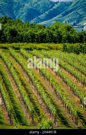 Stati Uniti, stato di Washington, lago Chelan. Un vigneto risplende nel sole estivo del lago Chelan. Foto Stock