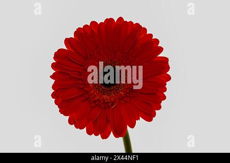 gerbera rossa , foto macro di petali rossi primo piano su uno sfondo chiaro, elemento di design Foto Stock