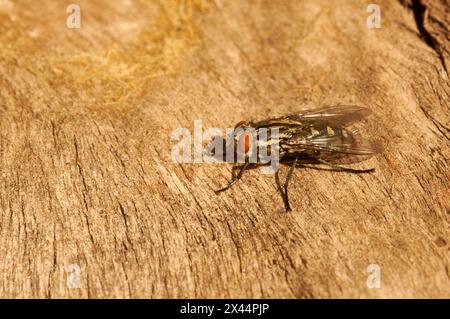 A Stable Fly, Stomoxys calcitrans, noto anche come Barn Fly, Biting House Fly, Dog Fly e Power Mower Fly. Foto Stock
