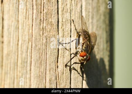 A Stable Fly, Stomoxys calcitrans, noto anche come Barn Fly, Biting House Fly, Dog Fly e Power Mower Fly. Foto Stock