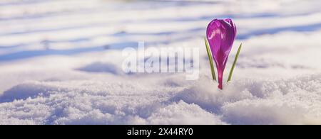 Crocus - fiore viola in fiore che si fa strada da sotto la neve all'inizio della primavera, primo piano con spazio per testo e banner Foto Stock
