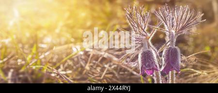 Ravvicinato magico fiore primaverile, il Pulsatilla patens nomi comuni includono pasqueflower orientale e anemone a foglia di taglio nella foresta primaverile Foto Stock