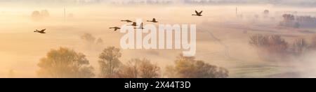 Paesaggio autunnale - un gregge di cigni vola nella nebbia mattutina sulla valle del fiume, panorama, bandiera Foto Stock
