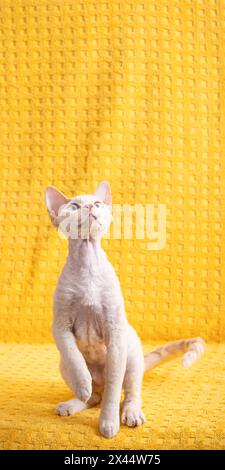 Kitty bianco Devon Rex Kitten. Gatto di razza inglese con occhi blu e capelli corti su sfondo giallo Plaid. Shorthair PET Cat Looking Up Foto Stock