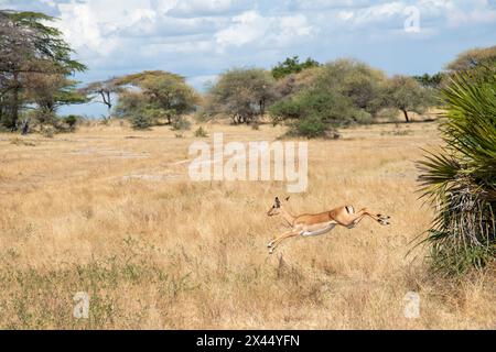 Saltando Impalas al parco nazionale Nyerere Foto Stock