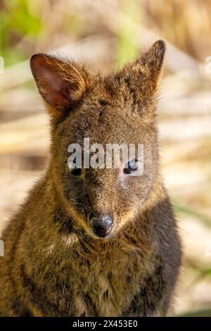 Tasmanian Pademelon, Thylogale billardierii, noto anche come pademelon a forma di rufo o pademelon a forma di rosso. Un parente marsupiale di wallaby an Foto Stock