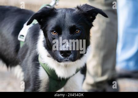 Ritratto di McNab Shepherd in bianco e nero. Il McNab Dog, chiamato anche McNab Shepherd o McNab Collie. Foto Stock