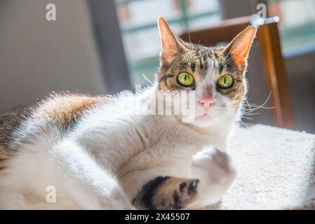 Tabby e bianco Gatto sdraiato a prendere il sole. Foto Stock