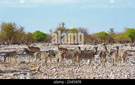 Grande mandria di Zebra sulle paline Etosha con kudu sullo sfondo Foto Stock