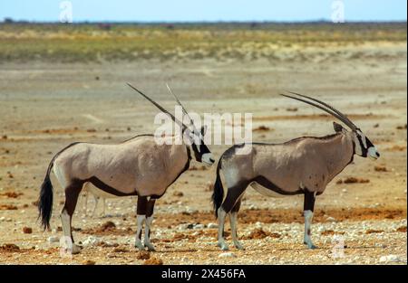 Due Gemsbok Oryx in piedi contenti sulle aride pianure africane con un naturale sfondo di cespugli fuori fuoco Foto Stock