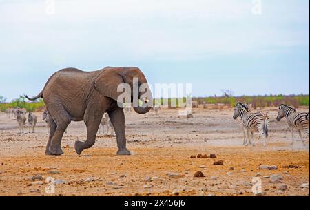 Un elefante africano con il baule arricciato e sfregato l'occhio. Ci sono diverse zebre di fronte all'elefante, a piedi lontano da un Waterh Foto Stock