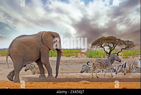 Elefante africano in un pozzo d'acqua, con le zebre che si allontanano - c'è un bel cespuglio africano e un cielo tempestoso sullo sfondo. Foto Stock