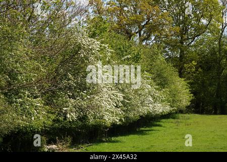 Primavera Regno Unito, grande siepe a Blossom Foto Stock