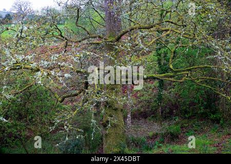 Vecchio albero di quercia ricoperto di muschio licheni grigio edera nella campagna rurale GALLESE GALLES Regno Unito KATHY DEWITT Foto Stock