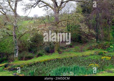 Vecchi alberi di quercia ricoperti di muschio licheni di edera da laghetto ricoperto di piante d'acqua Iris nella campagna rurale gallese GALLES Regno Unito KATHY DEWITT Foto Stock