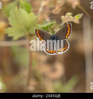 Un'immagine selettiva di una farfalla argus marrone, le sue ali si diffondono. Foto Stock