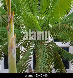 Una grande palma come un albero che cresce in un giardino frontale di una casa nelle strade secondarie di Vinales, Cuba Foto Stock