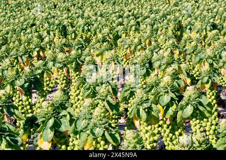 Primo piano dei germogli di Bruxelles (brassica oleracea var. Gemmifera) cresce in un campo nel Regno Unito durante il sole invernale. Foto Stock