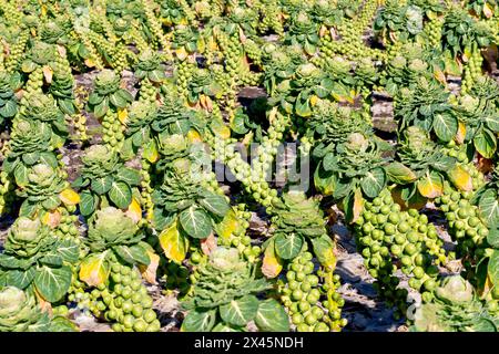 Primo piano dei germogli di Bruxelles (brassica oleracea var. Gemmifera) cresce in un campo nel Regno Unito durante il sole invernale. Foto Stock