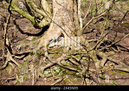 Sycamore (acer pseudoplatanus), primo piano dell'ampio sistema di radici necessario per tenere un grande esemplare dell'albero comune su una ripida collina. Foto Stock