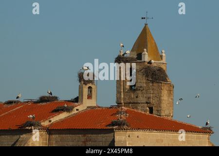 Cicogne bianche che nidificano sulla chiesa di Malpartida de Caceres nella regione dell'Estremadura, Spagna Foto Stock