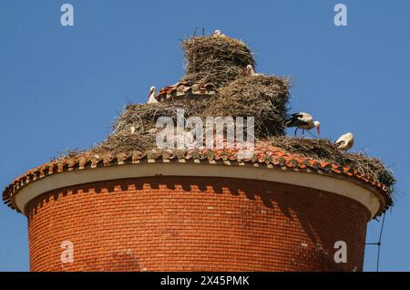 Diversi nidi di cicogne bianche su una torre d'acqua nel nord della Spagna Foto Stock