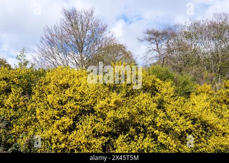 Gorse in fiore a Norfolk durante aprile. Foto Stock