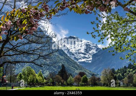 Parco Höhematte con la Jungfrau sullo sfondo Interlaken Svizzera Foto Stock